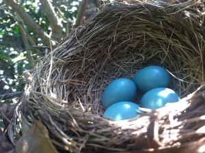 4 robin eggs